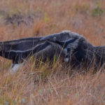 giant-anteater