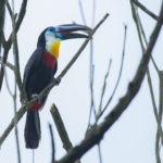 Channel-billed Toucan (Ramphastos vitellinus)