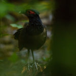 Rufous-winged-ground-Cuckoo
