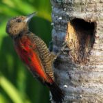blood-coloured-woodpecker