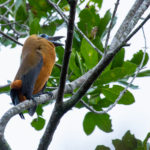 Capuchinbird