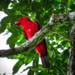 Crimson Fruitcrow