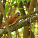 hoary-throated-spinetail-this-is-very-possible-during-out-stay-at-manari-ranch-but-again-not-easy-to-photograph-2