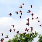 sun-parakeet-for-web