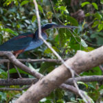 Agami-Heron