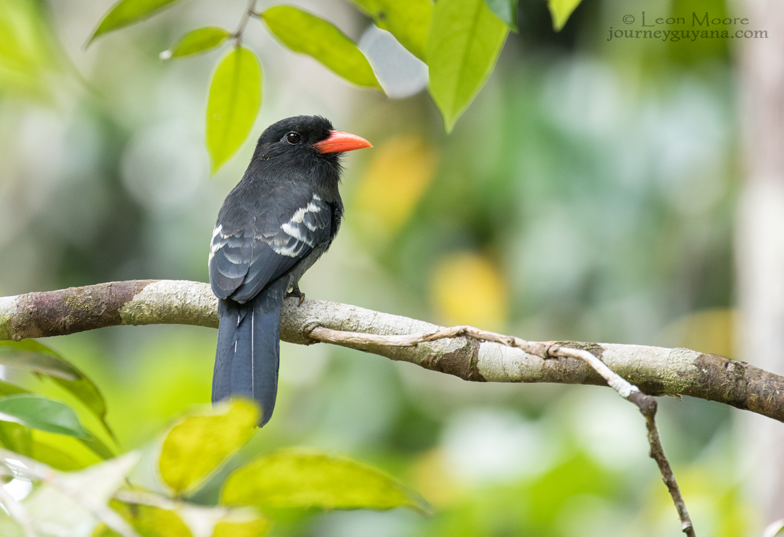 Black-Nunbird-B