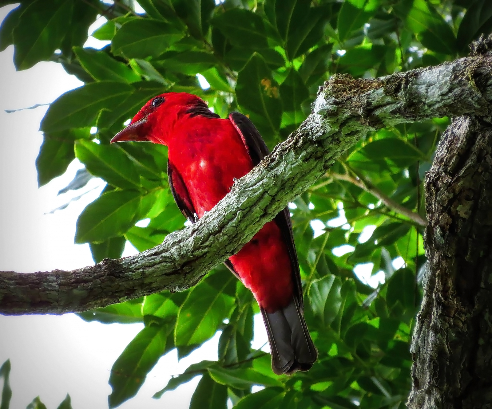 Crimson-Fruitcrow