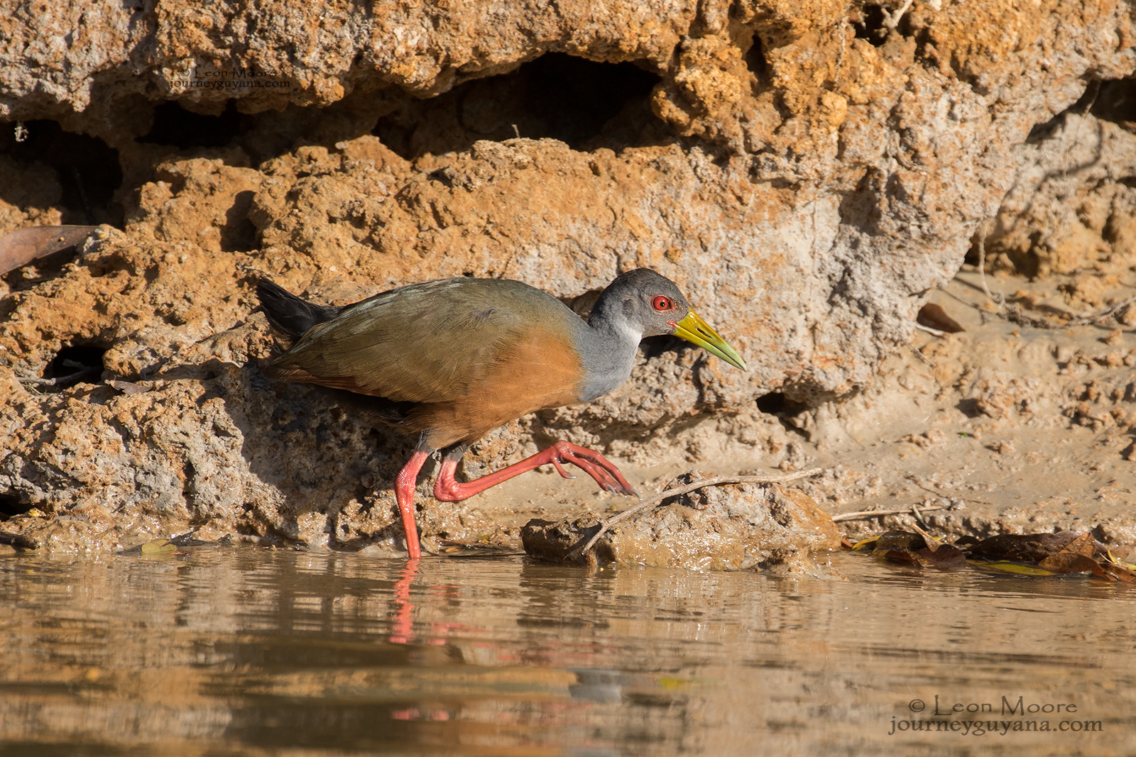 Gray-cowled-Wood-Rail