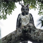 Harpy