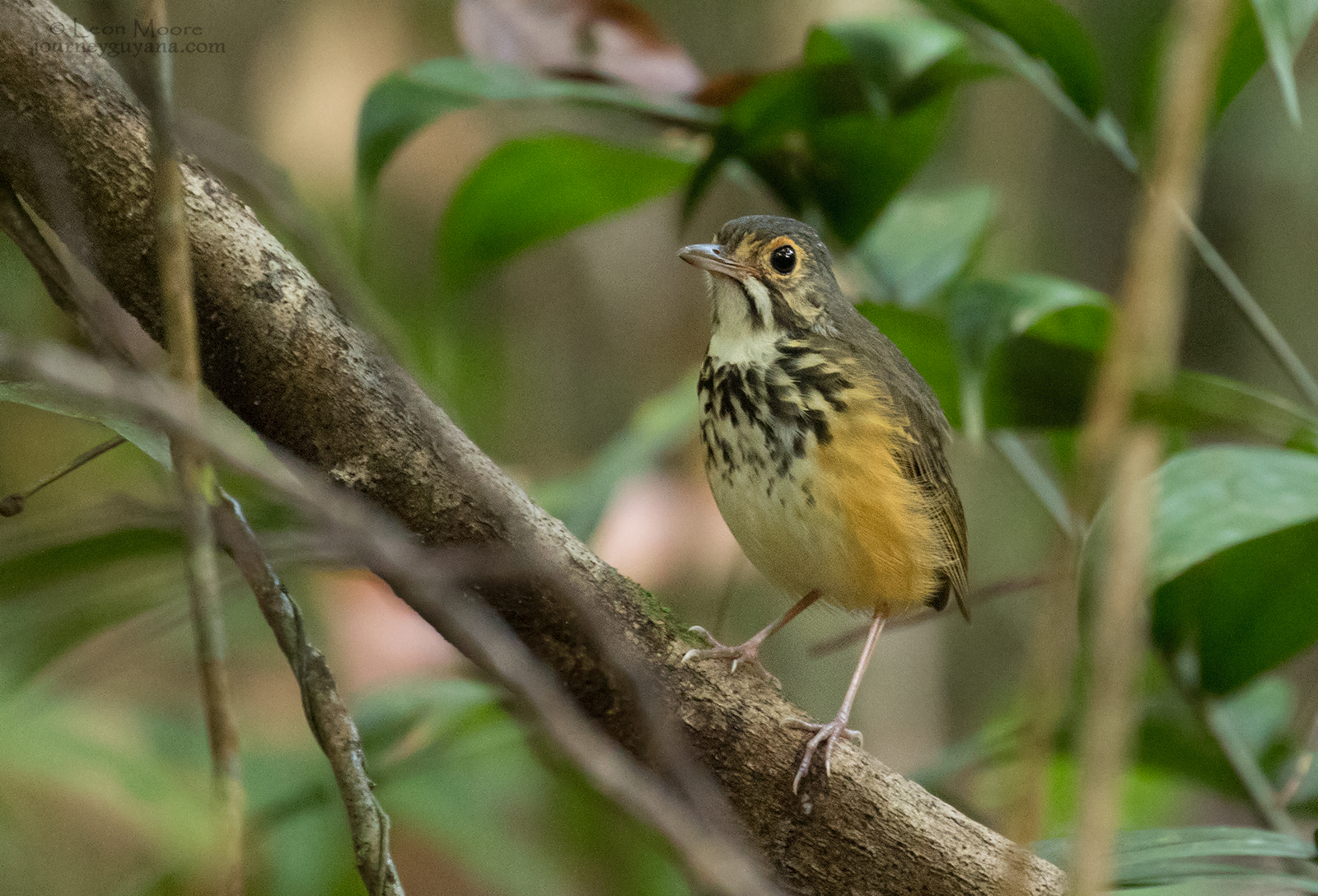 Spotted-Antpitta