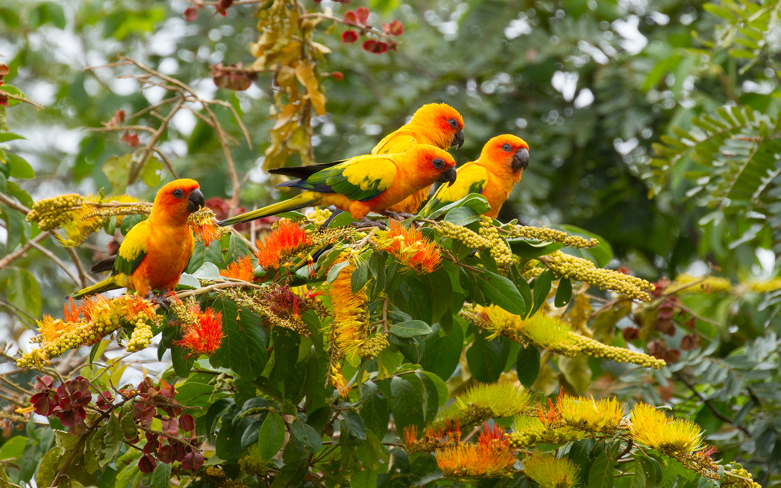 Sun Parakeets, Karassabai, Guyana