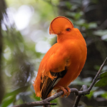 Guianan Cock of the Rock