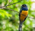 Guianan Trogon - JourneyGuyana Tours