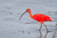 Scarlet Ibis on the Guyanese coastline